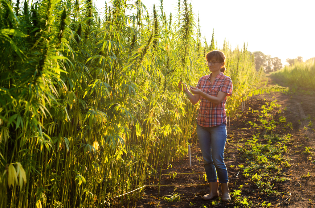 cbd manufacturer, cbd, cbd private label, cbd whiet label, partners process
