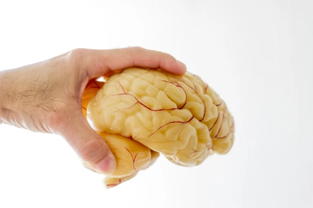 close up of hand picking up a human brain anatomic.