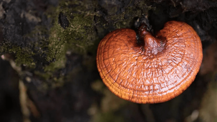 reishi mushroom 1296x728 2