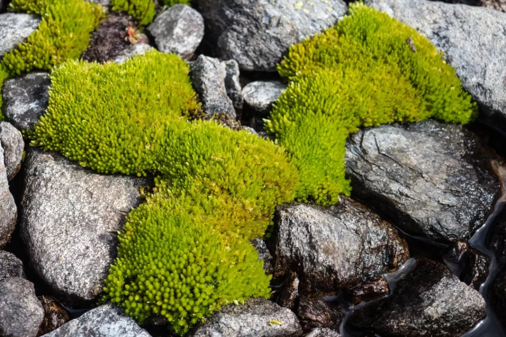 The organic Sea moss
