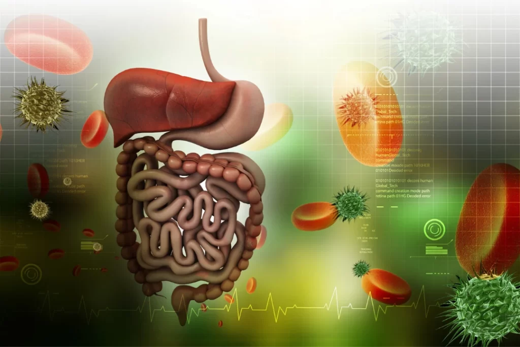 enhancement of digestive system