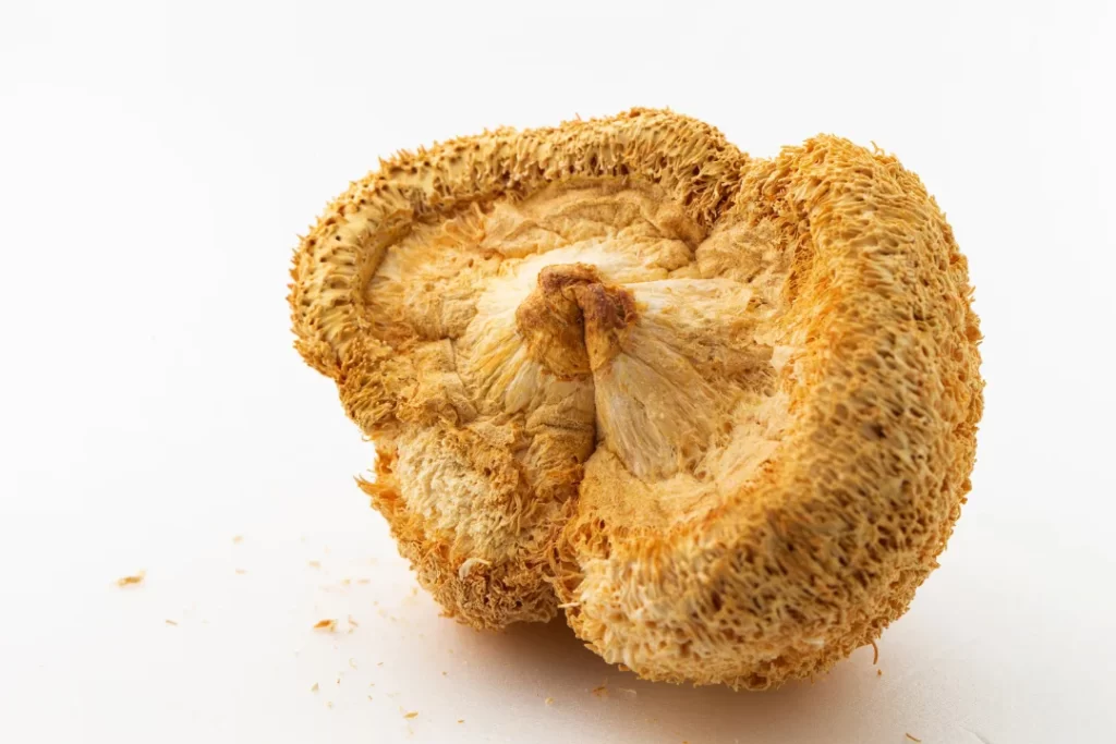 Organic Lion's mane mushroom