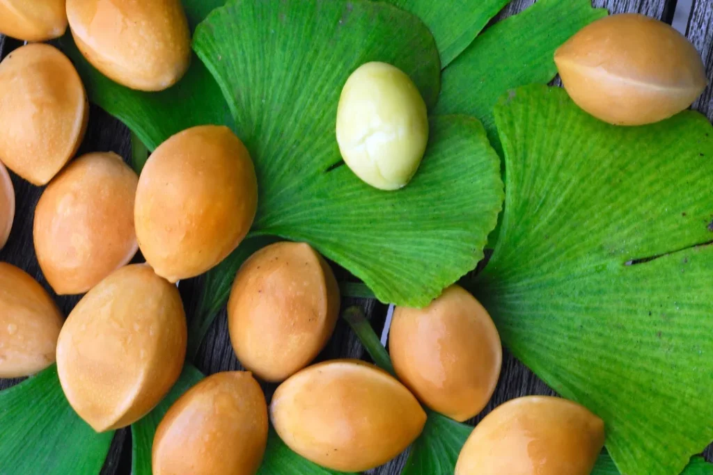 Ginkgo biloba seeds and leaves.