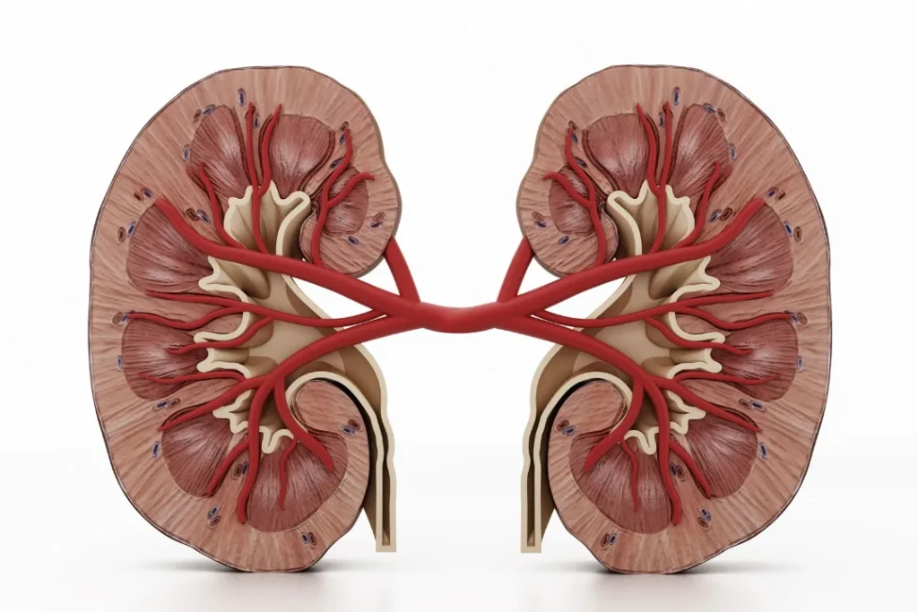 Structure of kidneys. 