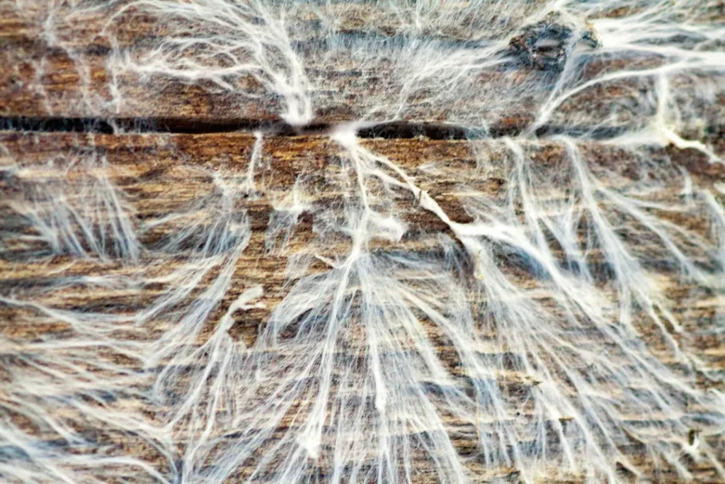 Mycelium structure. 