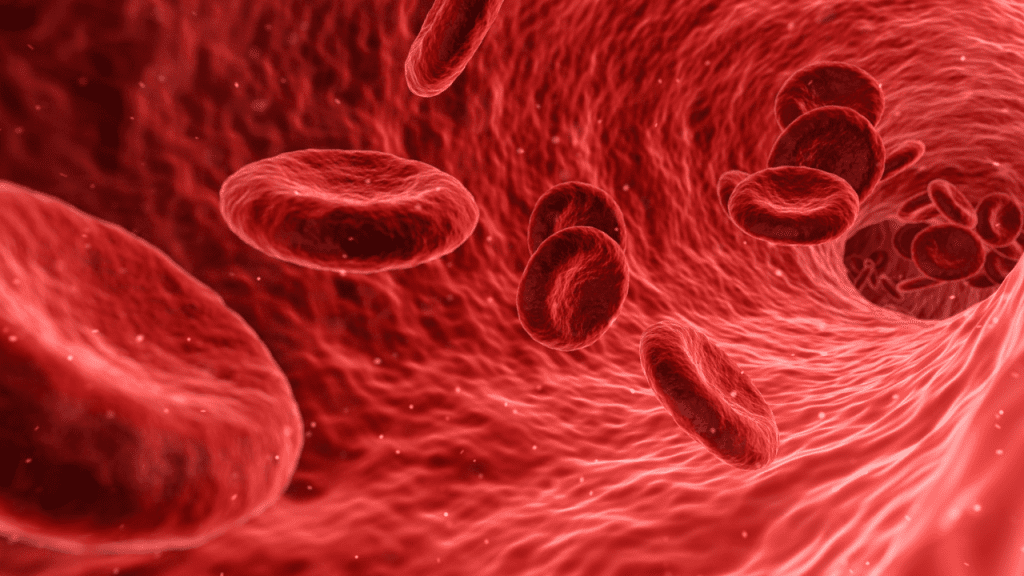 red cell blood membrane